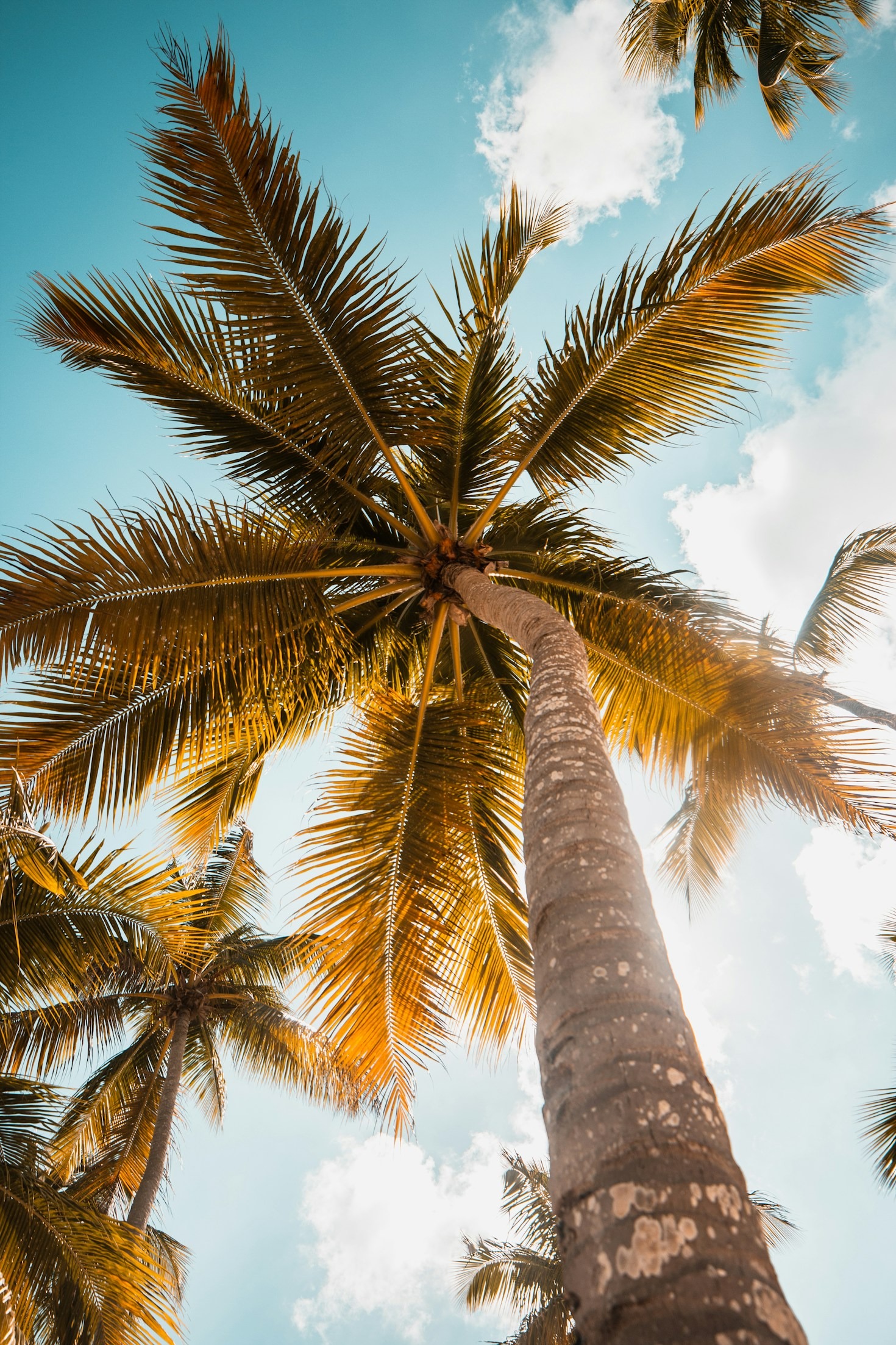 How Caribbean Residents Stay Ahead on Regional Updates